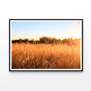 Foxtail Grass Field  Print 100% Australian Made 120x90cm  (Poster)
