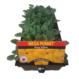 Pansy Yellow - Mega Punnet Flowering Range
