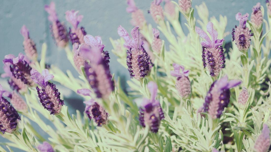 Lavender plants with purple flowers