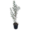 4L Pineapple Guava - Feijoa Mammoth