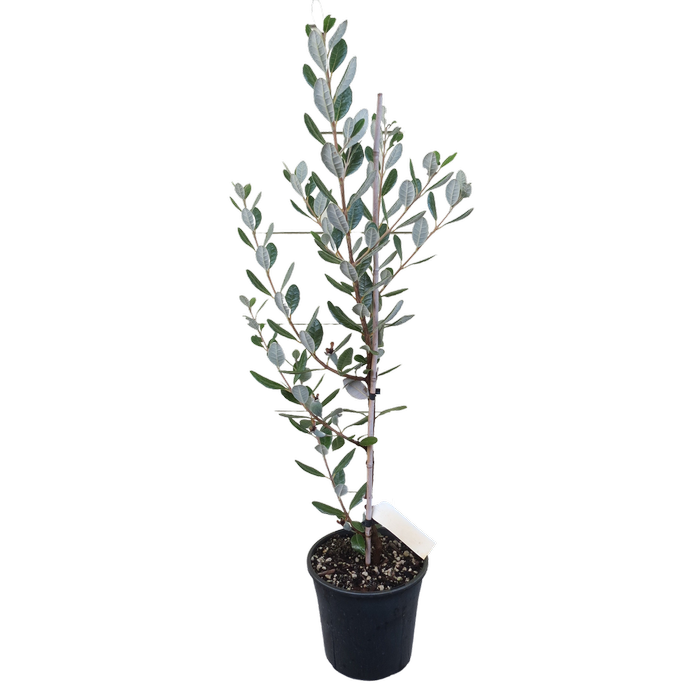 4L Pineapple Guava - Feijoa Mammoth