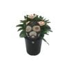 1.5L Cottage Bracteantha Assorted - Bracteantha bracteata