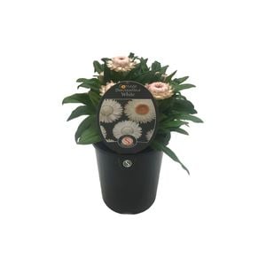 1.5L Cottage Bracteantha Assorted - Bracteantha bracteata