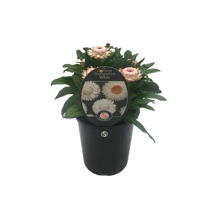 1.5L Cottage Bracteantha Assorted - Bracteantha bracteata