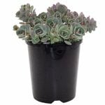 140mm Rose Carpet - Sedum ewersii subsp Homophyllum Rosenteppich