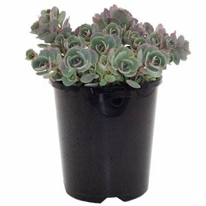 140mm Rose Carpet - Sedum ewersii subsp Homophyllum Rosenteppich