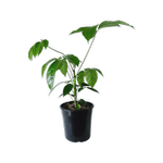 200mm Umbrella Tree - Schefflera actinophylla Alpine