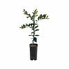 4L Lime Tahitian Grafted - Citrus x latifolia