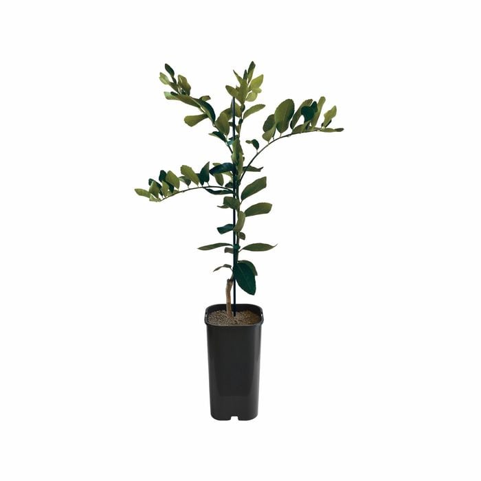 4L Lime Tahitian Grafted - Citrus x latifolia