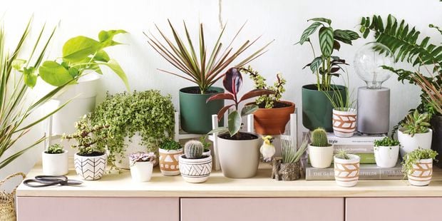 A series of potted and hanging plants - Medium