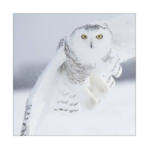 Artey | Owl in Flight I - Stretched Canvas - Stretched Canvas - 84 x 84cm