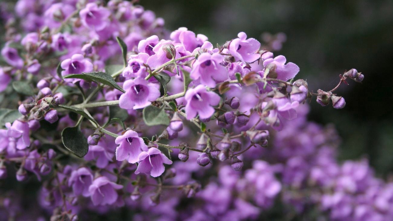 Purple flowers of a native oregano plant