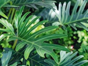 240mm Umbrella Tree - Schefflera Amate