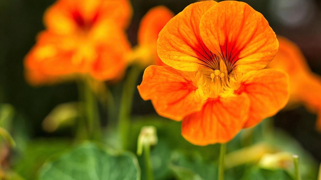 Close up of an orange nasturtium flower