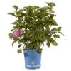 200mm Hydrangea Bloomstruck - Hydrangea macrophylla