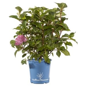 200mm Hydrangea Bloomstruck - Hydrangea macrophylla