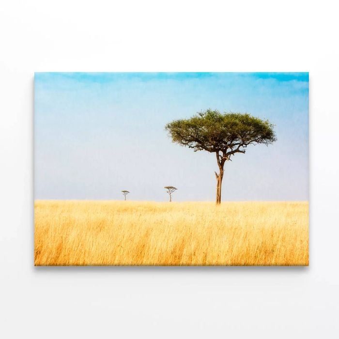 Trees in Grasslands of Kenya  Print 100% Australian Made 150 x 100cm  (Stretched)