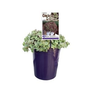 140mm Crassula Calico Kitten - Crassula pellucida variegata