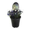 3.5L Lithospermum Grace Ward - Lithodora diffusa