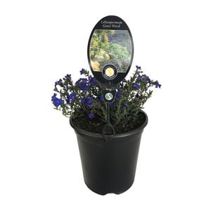 3.5L Lithospermum Grace Ward - Lithodora diffusa