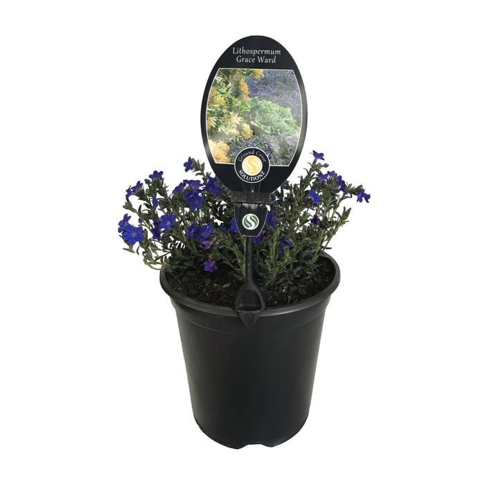 3.5L Lithospermum Grace Ward - Lithodora diffusa