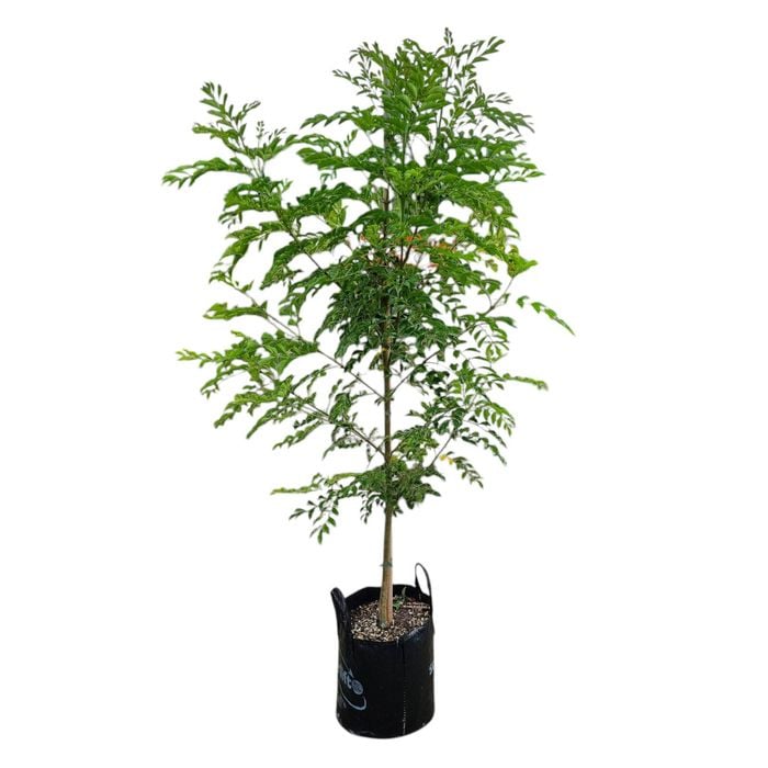 25L Flowering Ash Tree - Fraxinus griffithii - Bunnings New Zealand