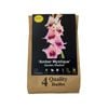 Yarra Valley Bulbs Gladioli Amber Mystique - 4 Pack