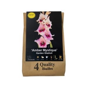 Yarra Valley Bulbs Gladioli Amber Mystique - 4 Pack