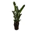 230mm ZZ  - Zamioculcas zamiifolia