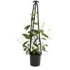 140mm Marianthus Erubescens