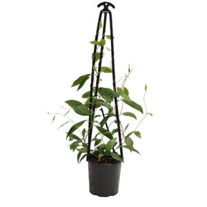 140mm Marianthus Erubescens
