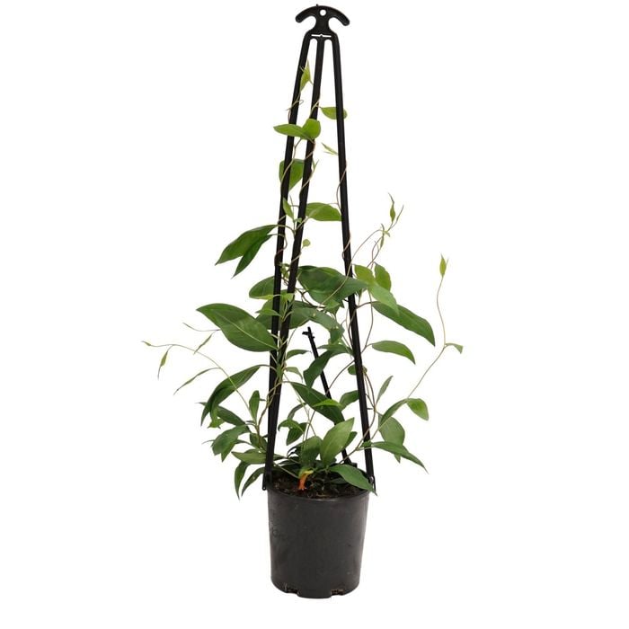 140mm Marianthus Erubescens