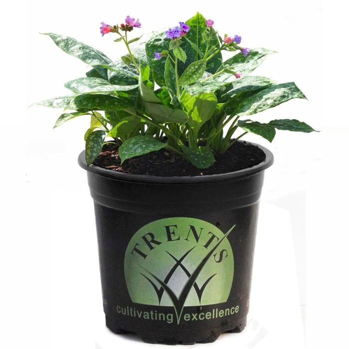 1.5L Raspberry Splash - Pulmonaria