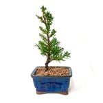 90mm Bonsai Starter In Ceramic Pot