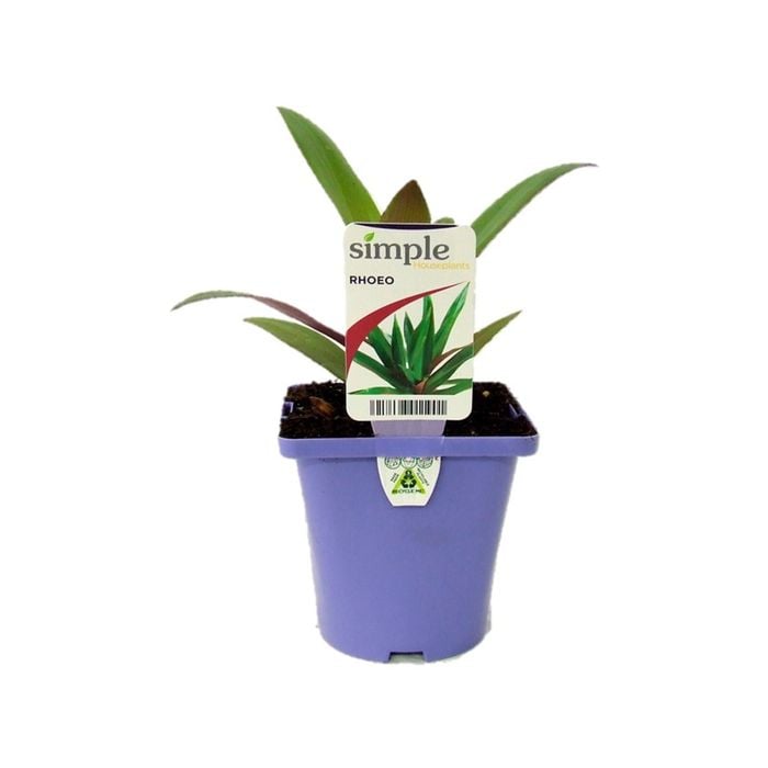 100mm Rhoeo - Tradescantia
