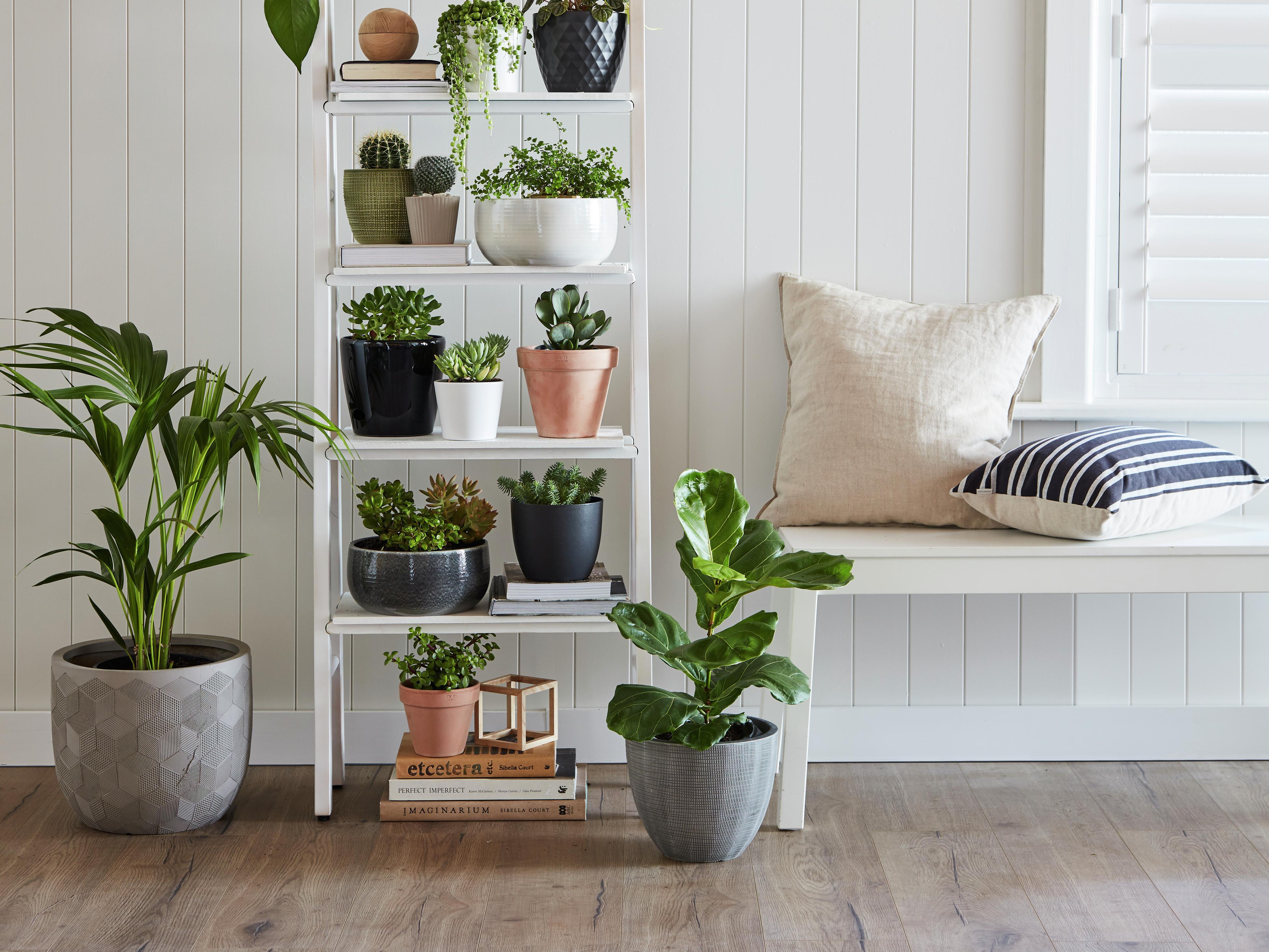 Best Low-Light Indoor Plants - Bunnings Australia