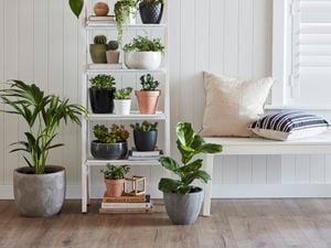 200mm Zebra Plant - Calathea zebrina