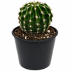 55mm Cactus Assorted - Mini Wrappers Range
