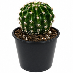 55mm Cactus Assorted - Mini Wrappers Range