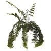 200mm Macho Fern in Hanging Basket - Nephrolepis bisserata