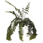 200mm Macho Fern in Hanging Basket - Nephrolepis bisserata