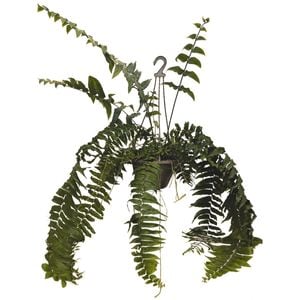 200mm Macho Fern in Hanging Basket - Nephrolepis bisserata