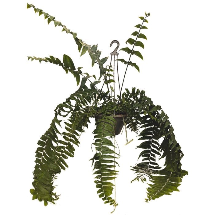 200mm Macho Fern in Hanging Basket - Nephrolepis bisserata