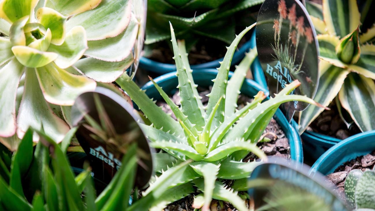 Close up of various potted succulent plants