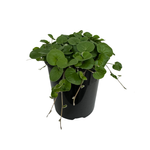 Repens Emerald Falls 125mm - Plant-Dichondra