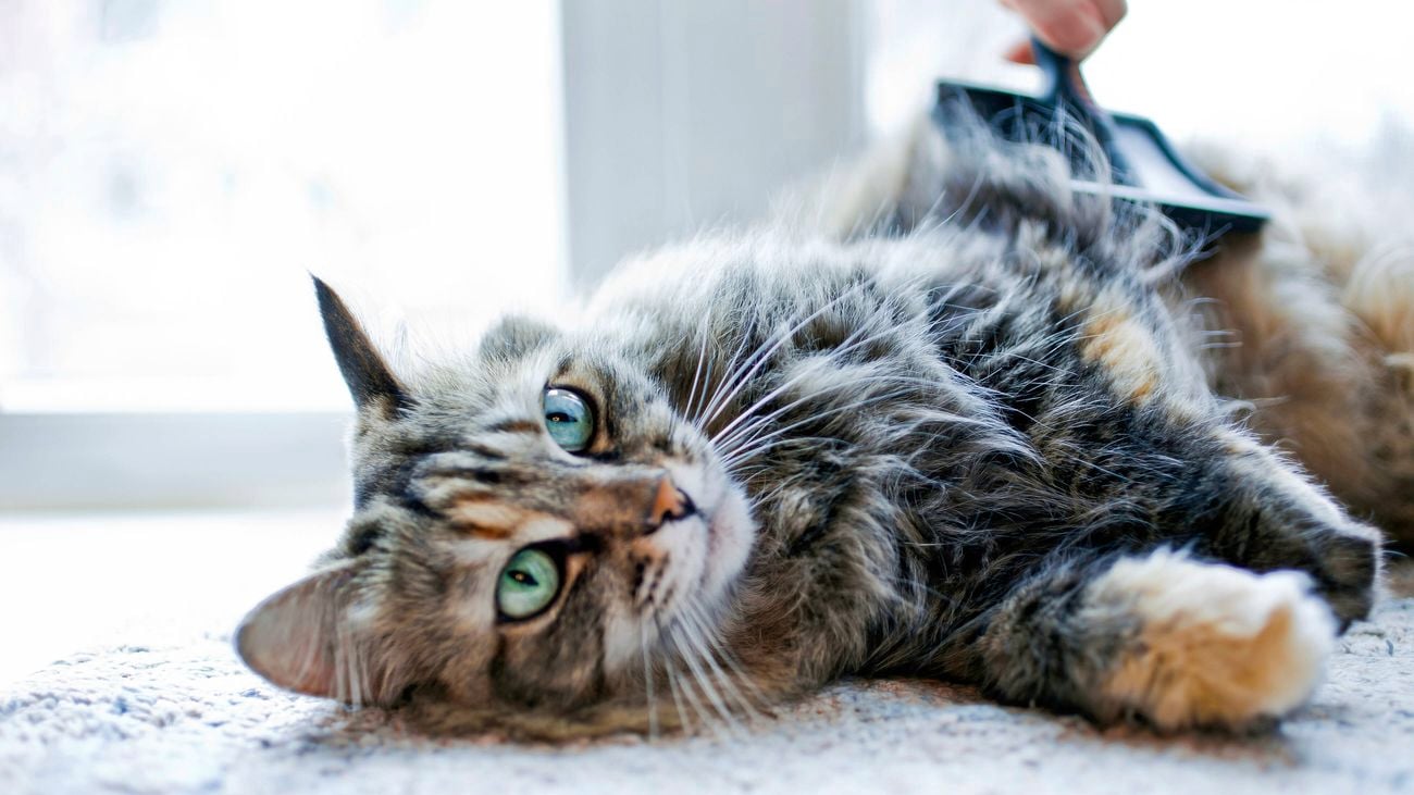 A grey and brown cat lying on carpet by a window while being combed.