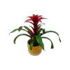 120mm Bromeliad - Bromeliaceae in Ceramic Pot