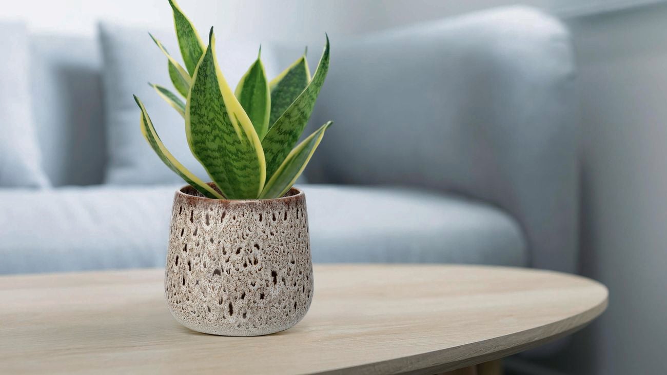 Sansevieria plant in a patterned indoor pot.