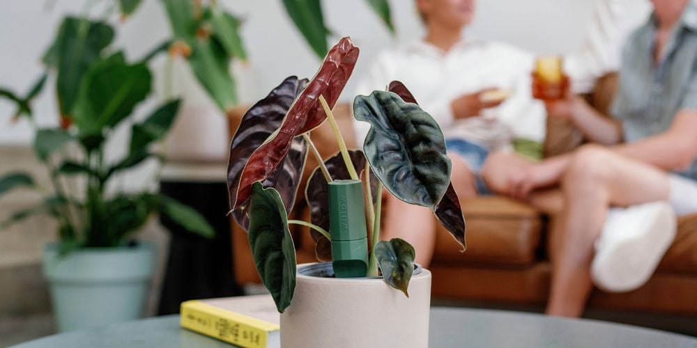 A small
  houseplant with a Sensor in its pot in the foreground, with 2 people enjoying
  a cocktail in the background