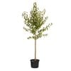 330mm Snow Pear - Pyrus nivalis
